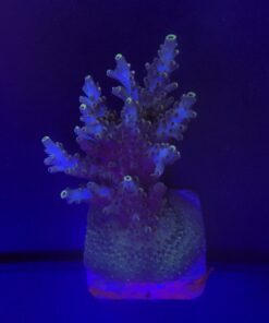 Shortcake Purple Yellow Tips Mini Colônia