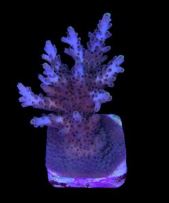 Alternative view of Shortcake Purple Yellow Tips Mini Colônia