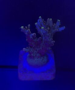 Shortcake Purple Yellow Tips M