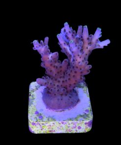 Alternative view of Shortcake Purple Yellow Tips M