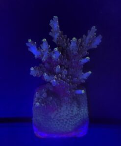 Shortcake Purple Yellow Tips Mini Colônia