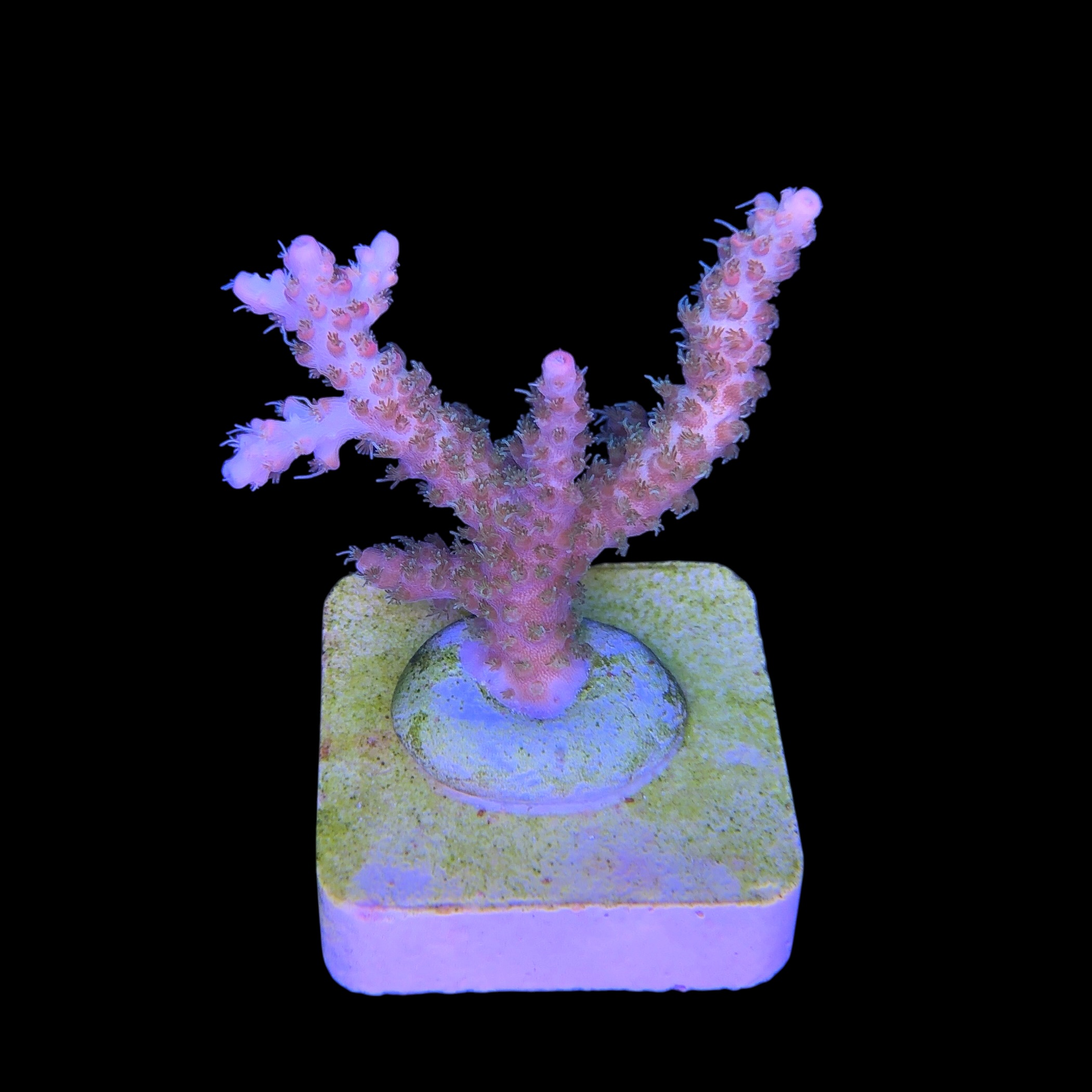 Snow Dropp M NOVIDADE - Imagem 2