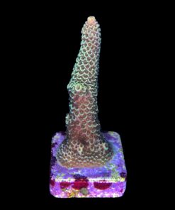 Alternative view of Spathulata Golden G