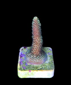 Alternative view of Spathulata Golden M