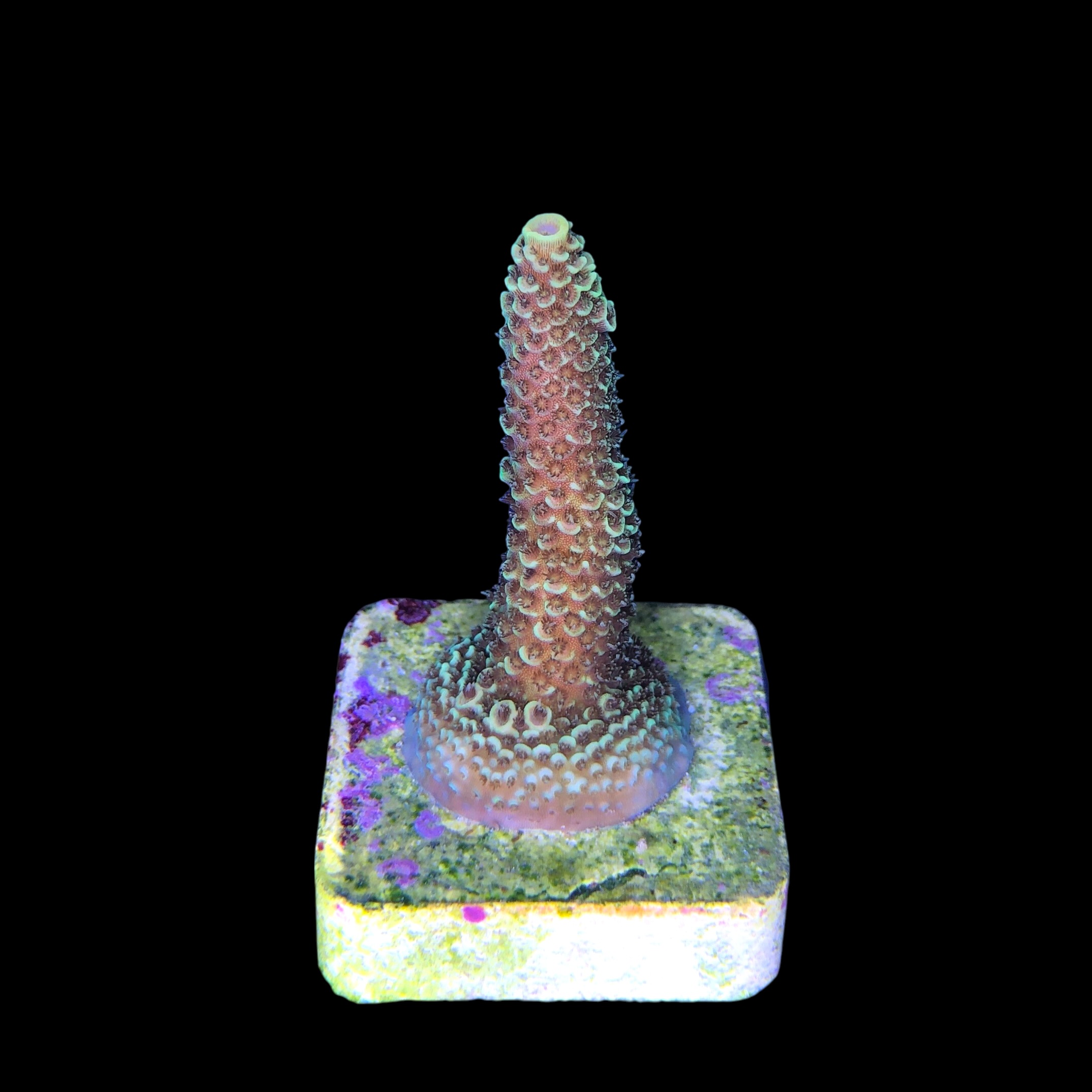 Spathulata Golden M - Imagem 2