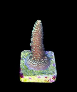 Alternative view of Spathulata Golden M