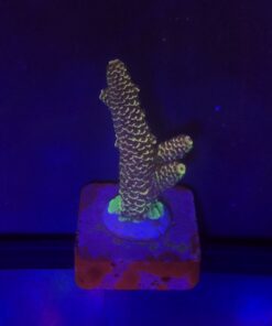 Spathulata Purple Tips M