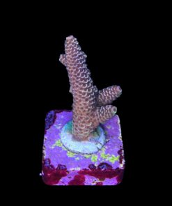 Alternative view of Spathulata Purple Tips M