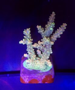 Strawberry Shortcake Bali G