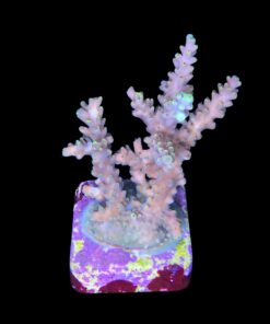 Alternative view of Strawberry Shortcake Bali G