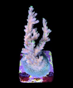 Alternative view of Strawberry Shortcake Bali G