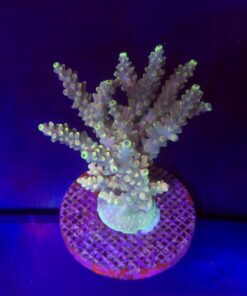 Strawberry Shortcake Bali Mini Colônia