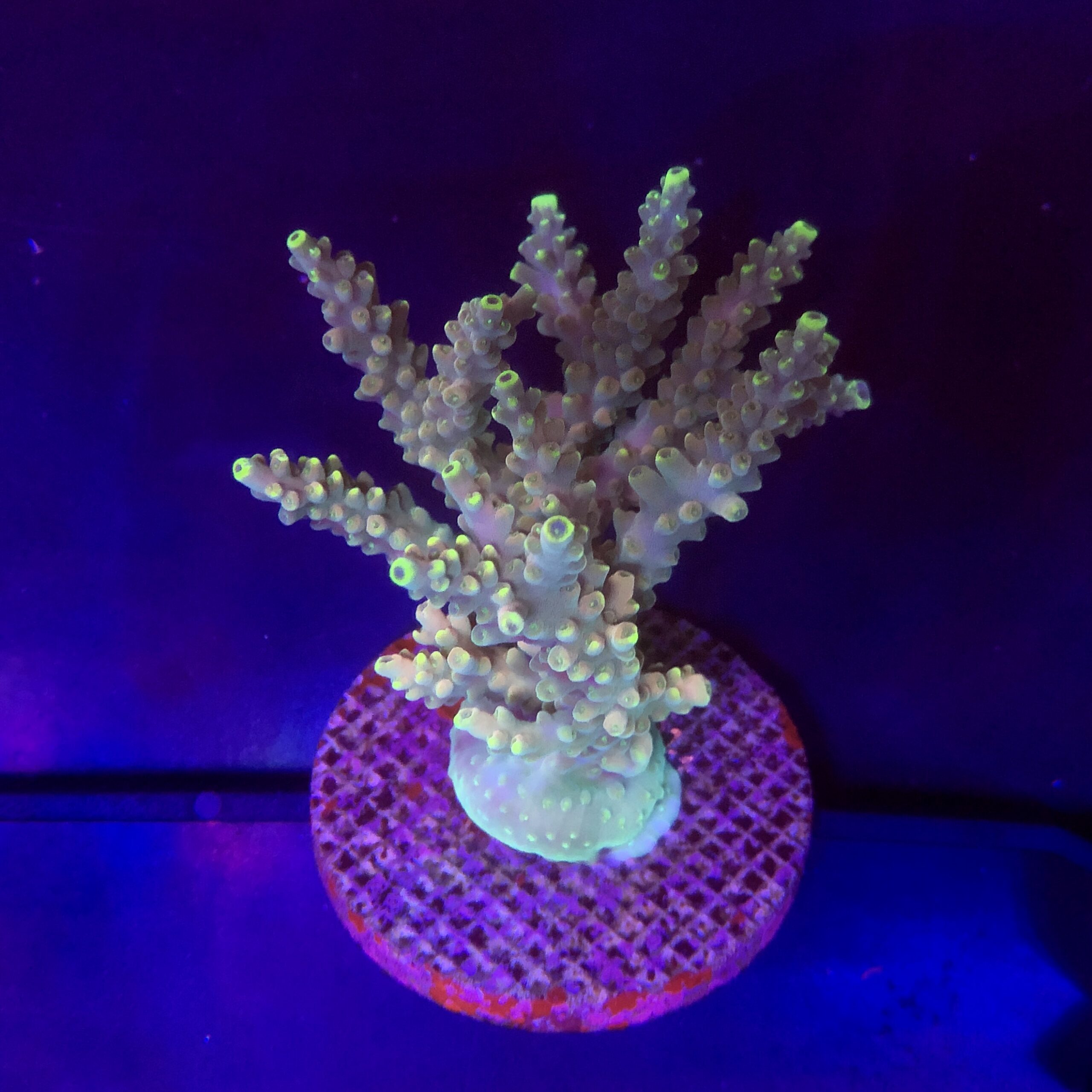 Strawberry Shortcake Bali Mini Colônia