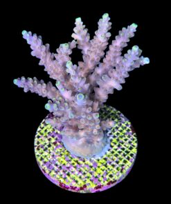 Alternative view of Strawberry Shortcake Bali Mini Colônia