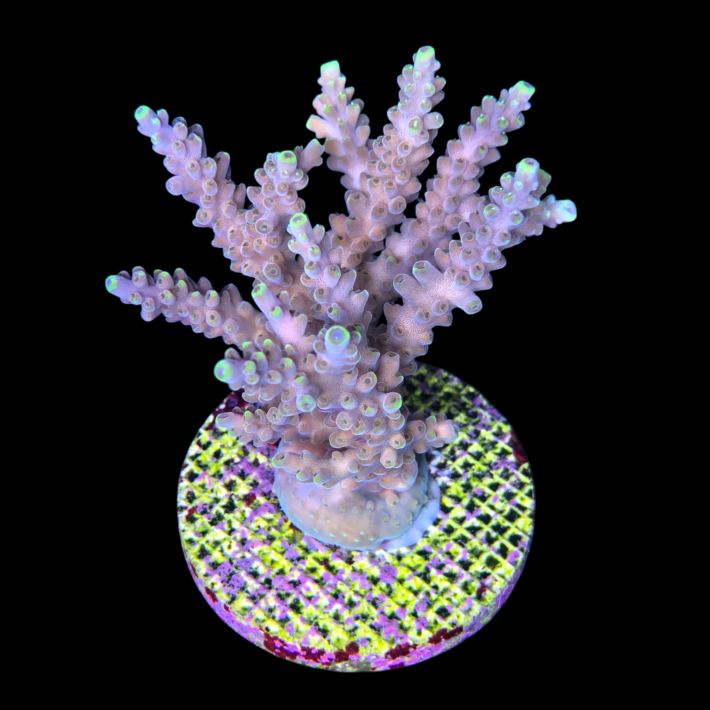 Strawberry Shortcake Bali Mini Colônia - Imagem 2