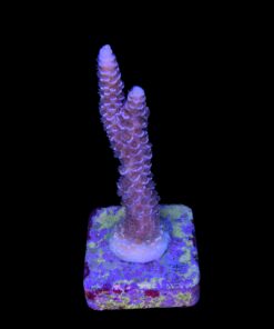 Alternative view of Tenuis Apocalypse M