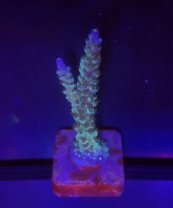 OR Tenuis Blue Ice M