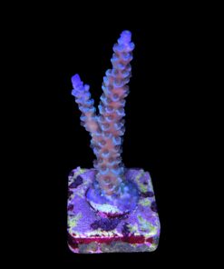 Alternative view of OR Tenuis Blue Ice M