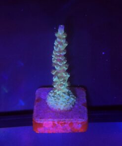 OR Tenuis Blue Ice M