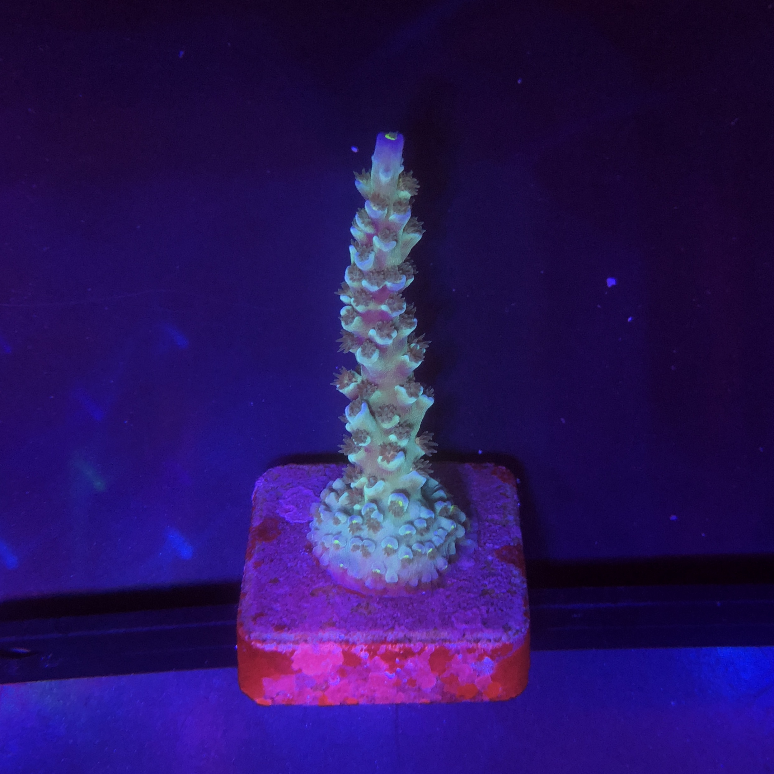 OR Tenuis Blue Ice M