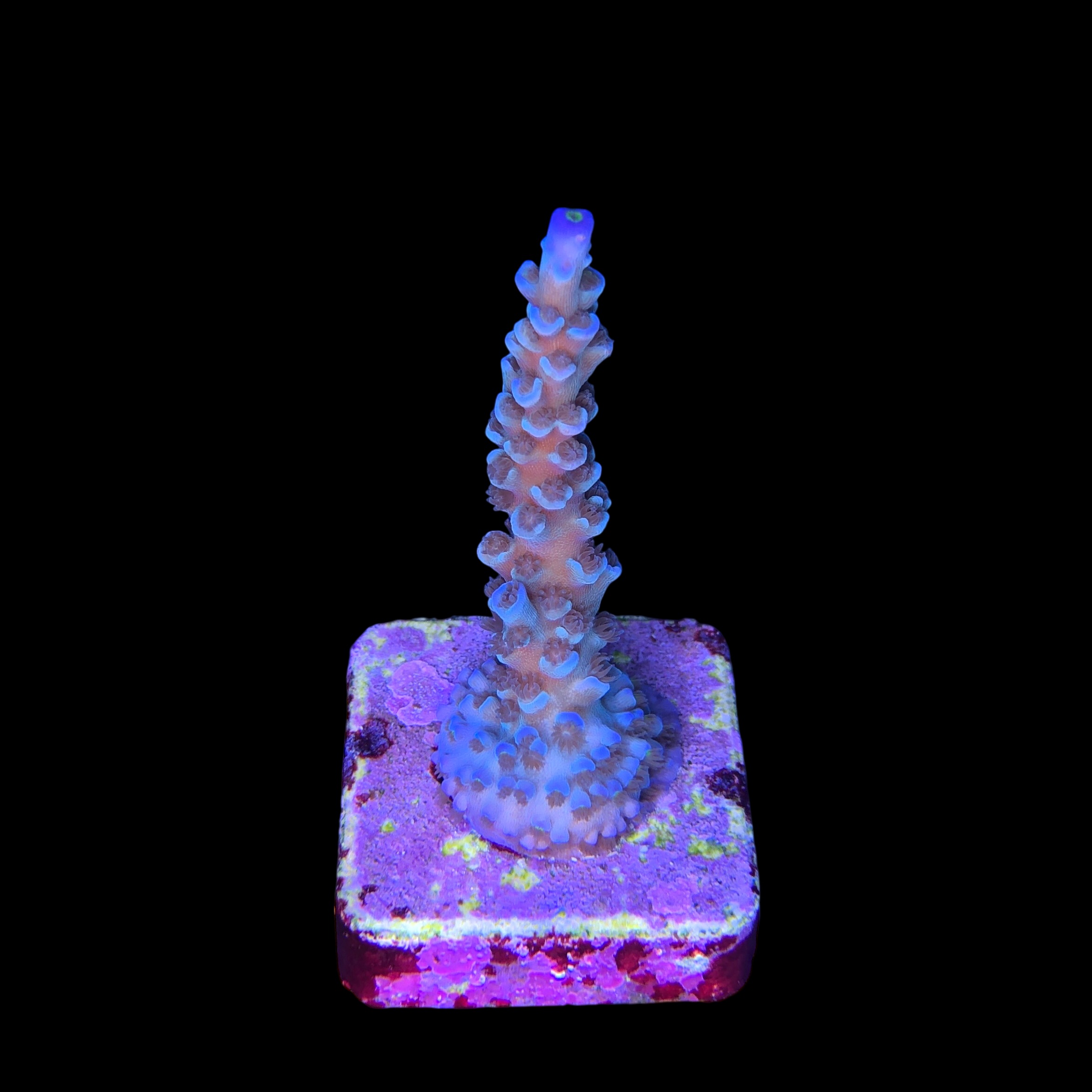 OR Tenuis Blue Ice M - Imagem 2