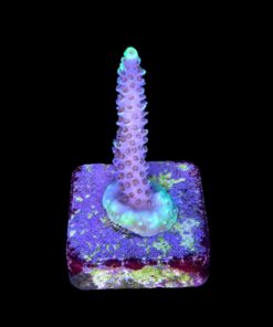 Alternative view of Tenuis Fruits Loops M