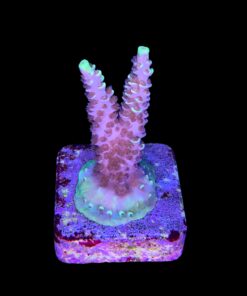 Alternative view of Tenuis Fruits Loops M