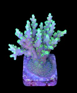 Alternative view of Toxic Green G