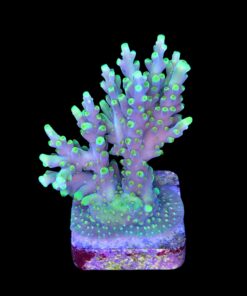 Alternative view of Toxic Green G