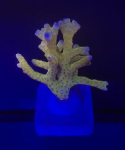 Tropicana Anacropora G
