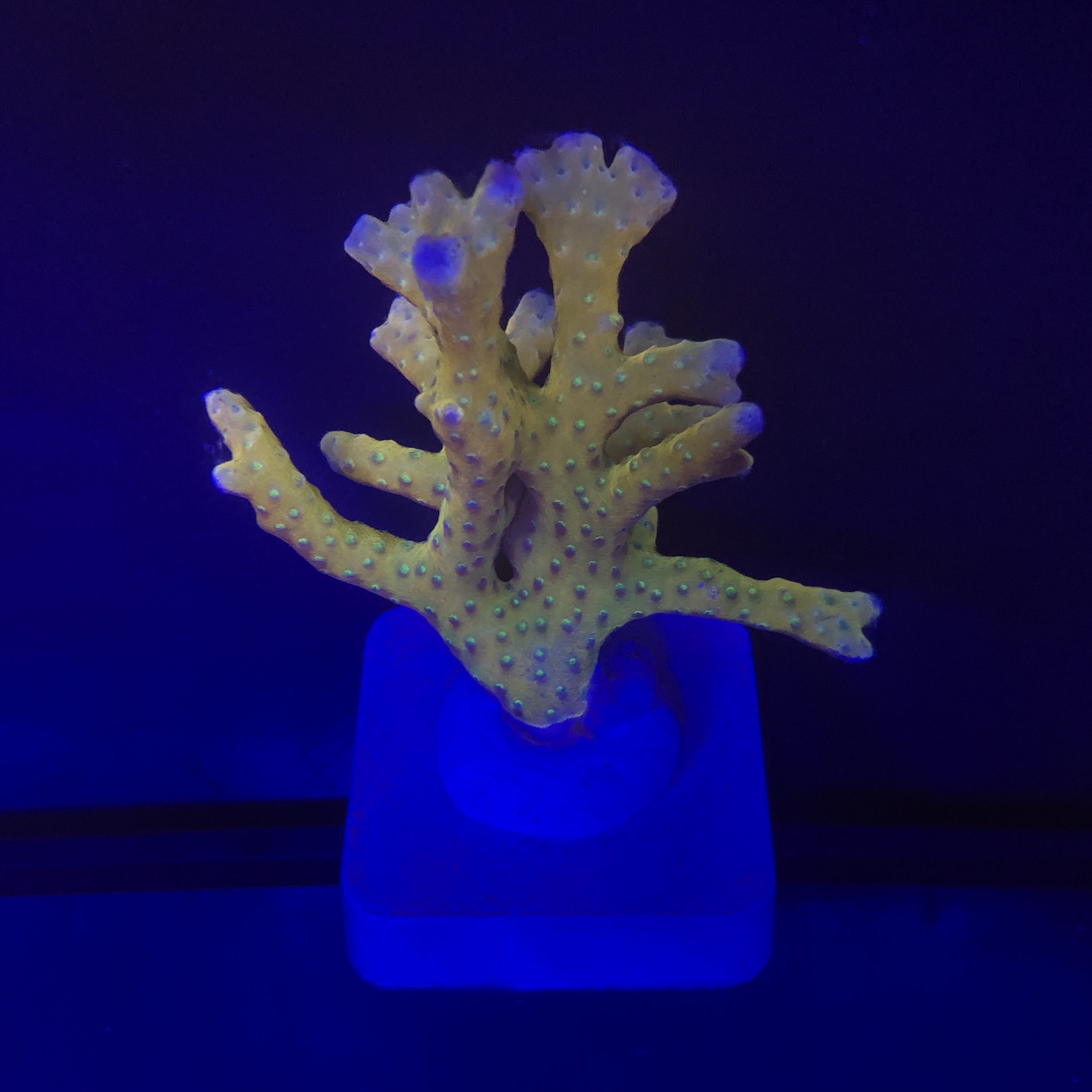 Tropicana Anacropora G