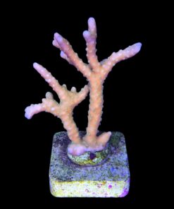 Alternative view of Tropicana Anacropora G