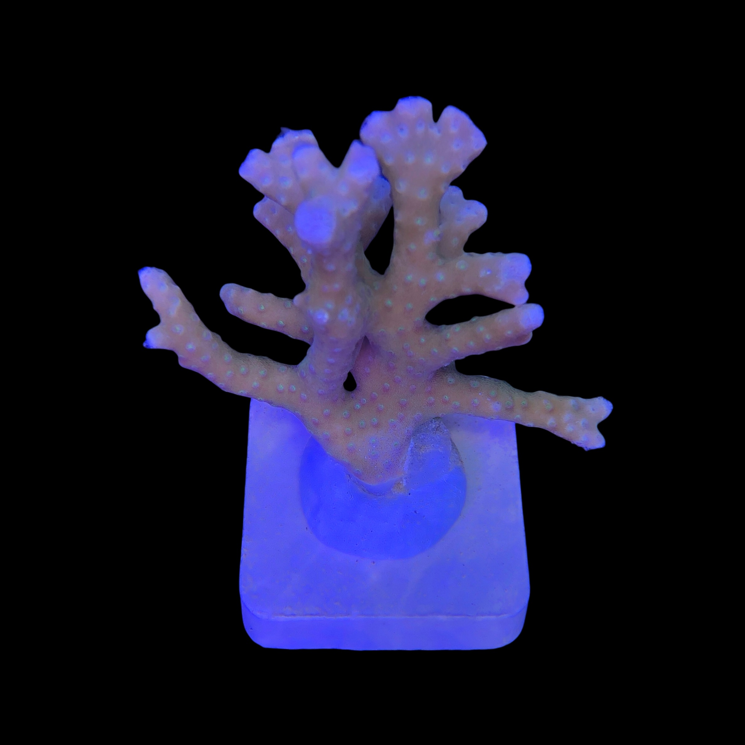 Tropicana Anacropora G - Imagem 2