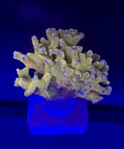 Tropicana Anacropora Mini Colônia