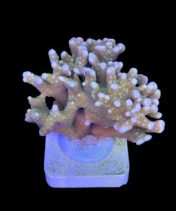 Alternative view of Tropicana Anacropora Mini Colônia
