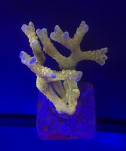 Tropicana Anacropora G
