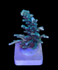 Alternative view of Turak Green M