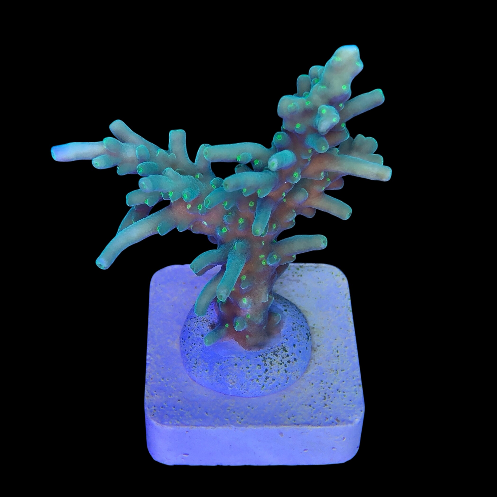 Turak Green M - Imagem 2