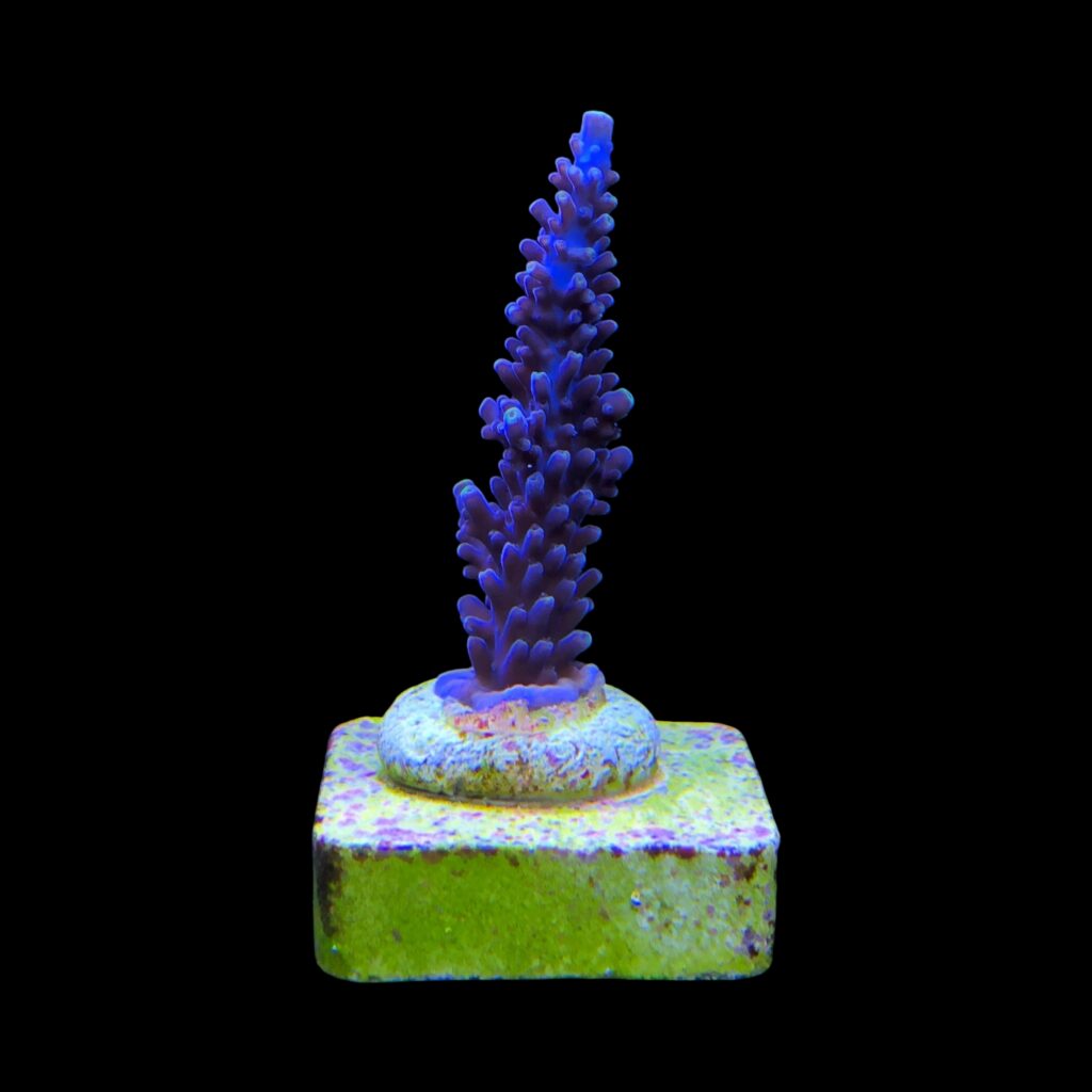 Ocyan