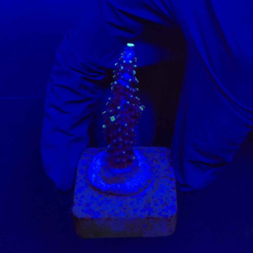 Ocyan
