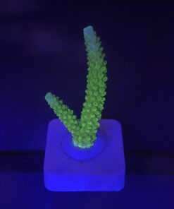 Yongei Green Blue Tips M