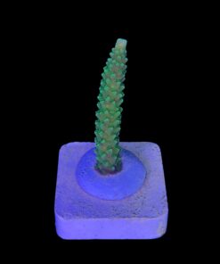 Alternative view of Yongei M