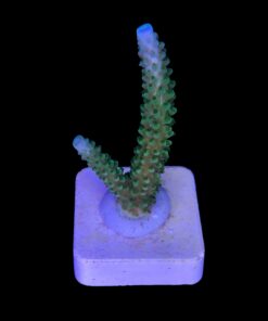 Alternative view of Yongei Green Blue Tips M