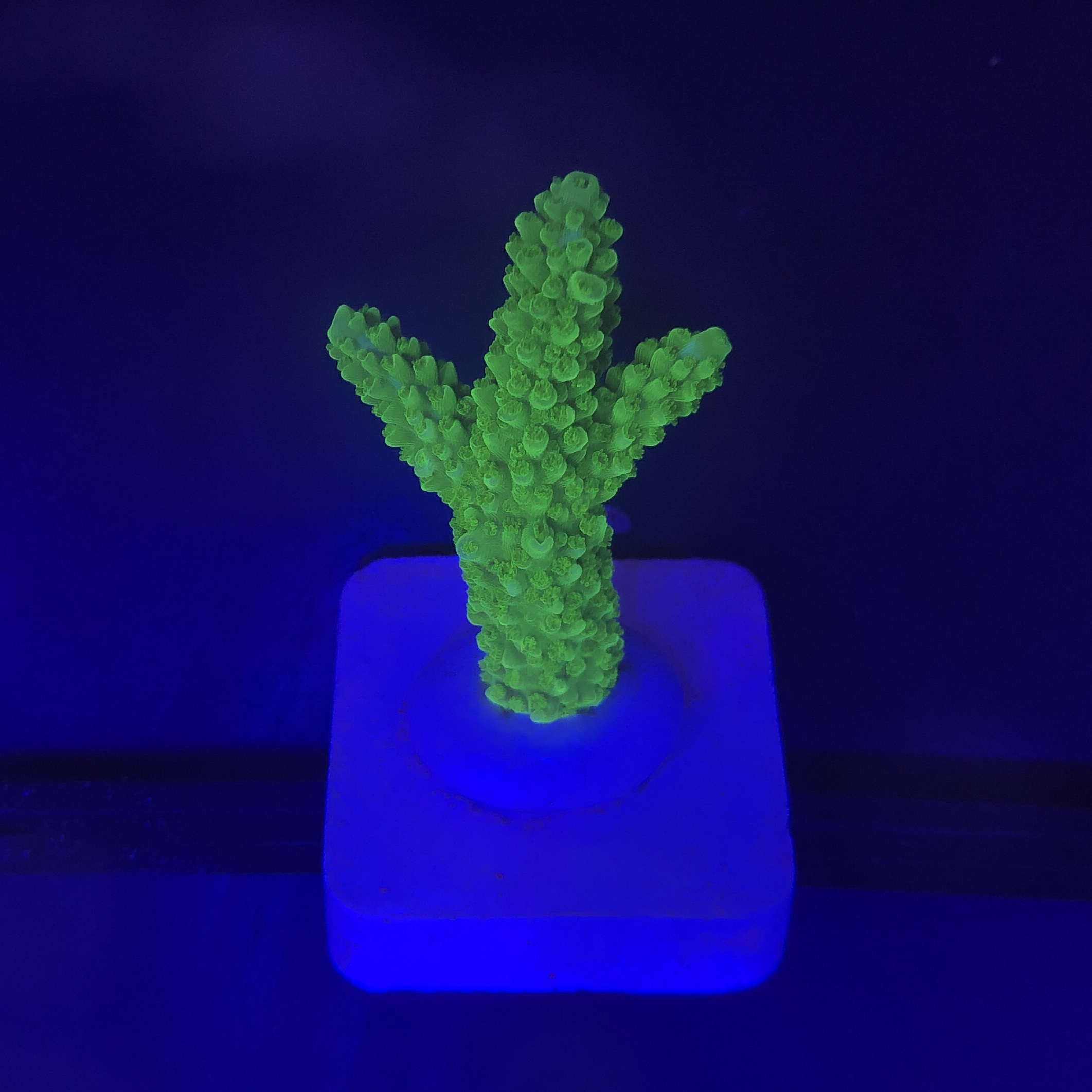 Yongei Green Blue Tips M