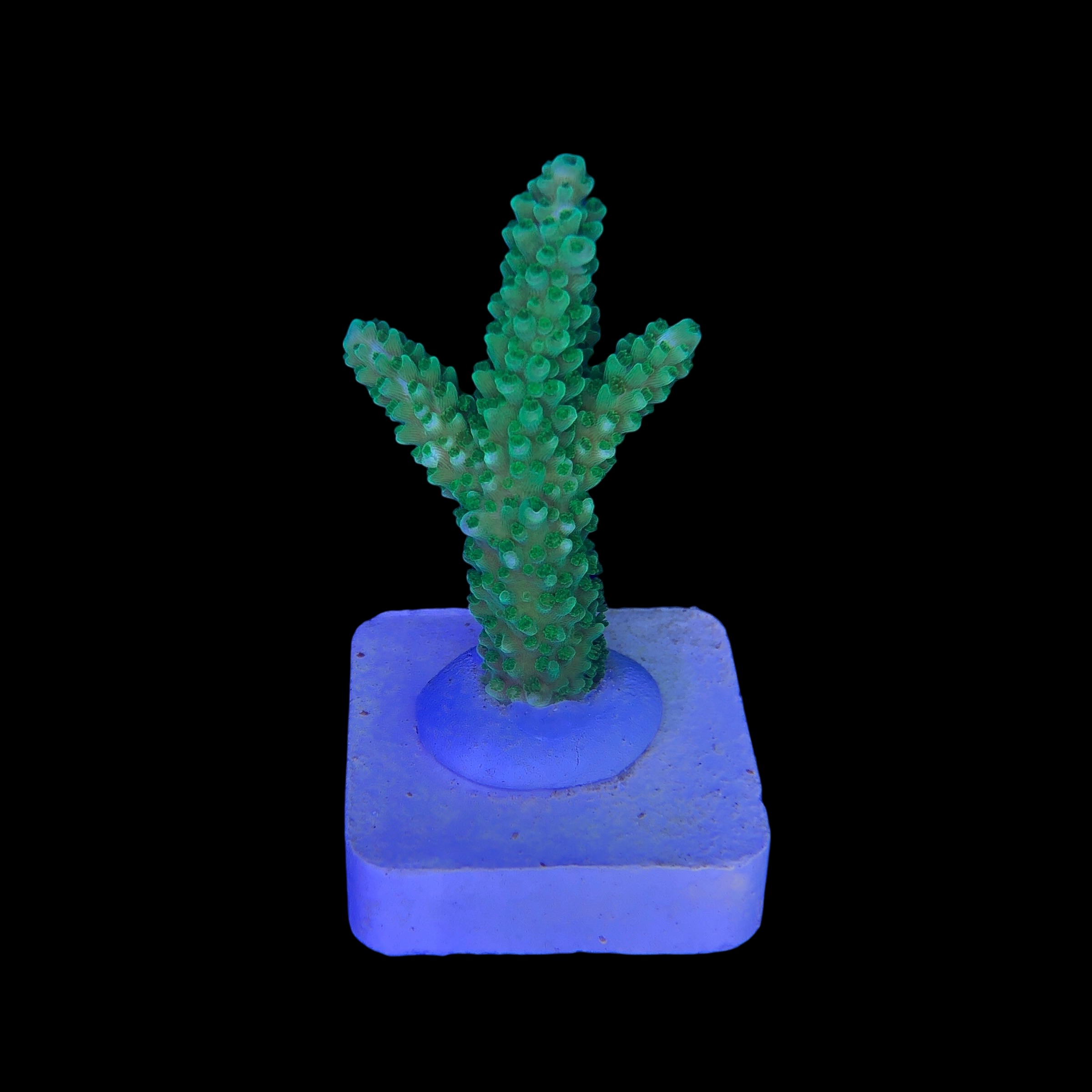 Yongei Green Blue Tips M - Imagem 2