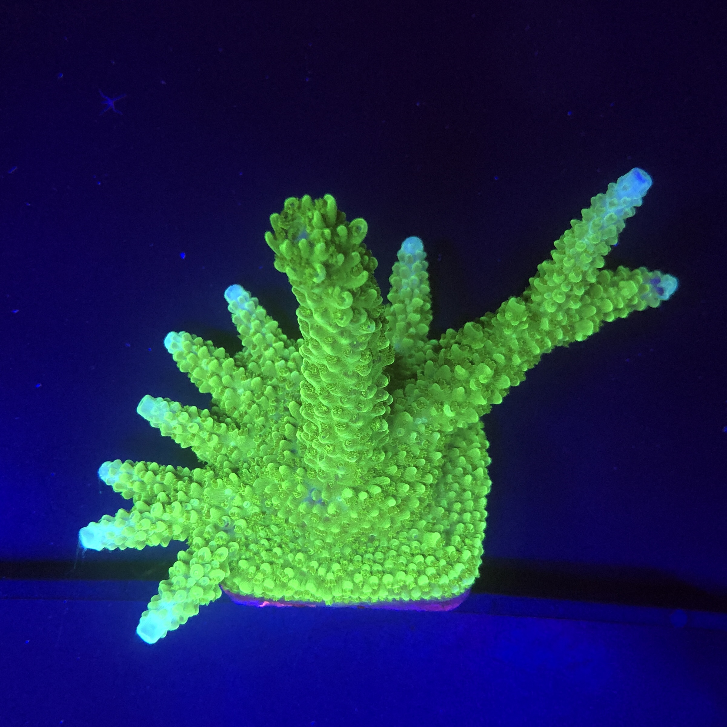 Yongei Green Blue Tips Mini Colônia