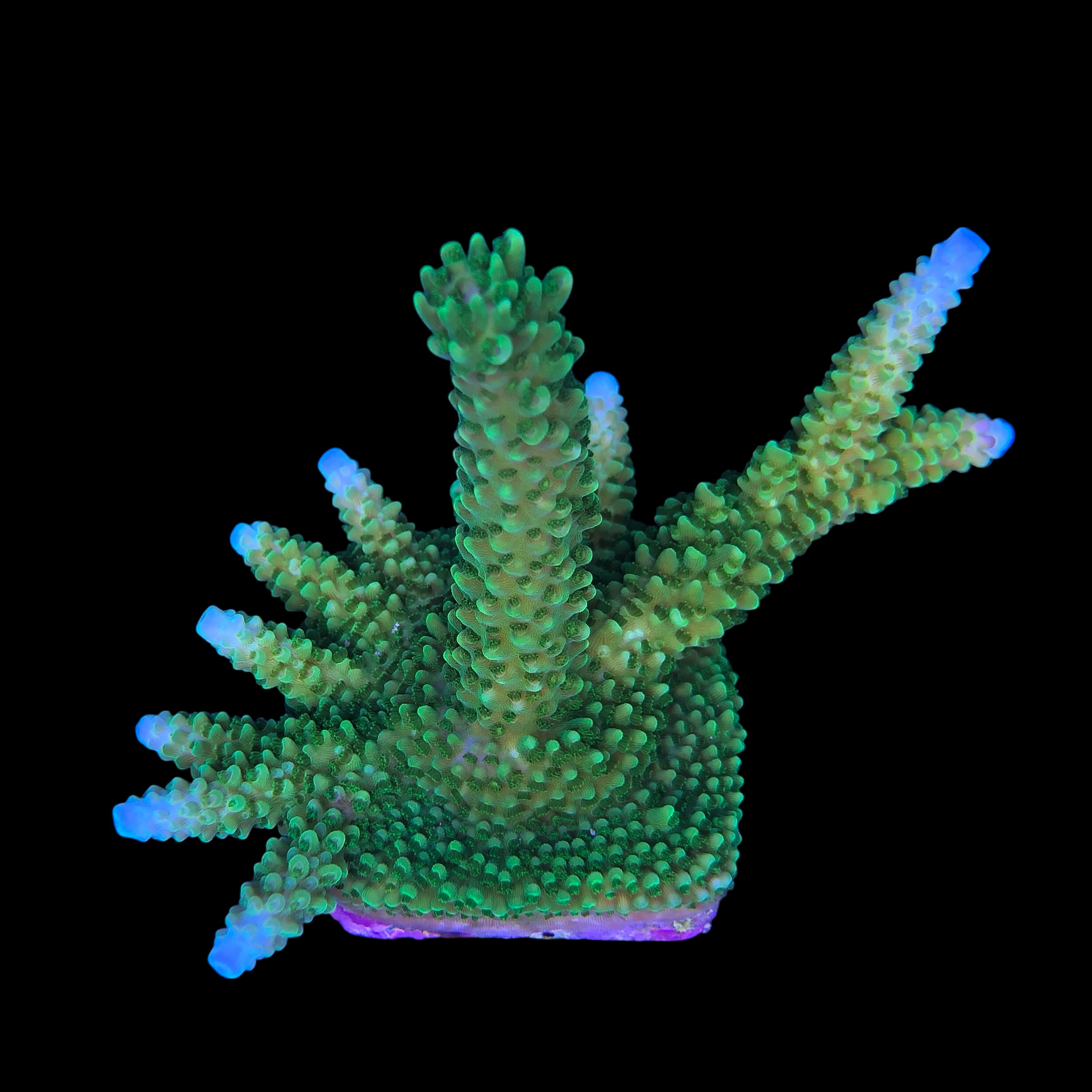 Yongei Green Blue Tips Mini Colônia - Imagem 2