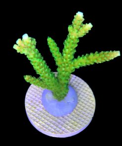 Yongei Mini Colônia