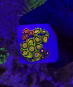 Zoanthus Mix M