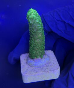 Alternative view of Abrolhoensis Green Orange Tips M